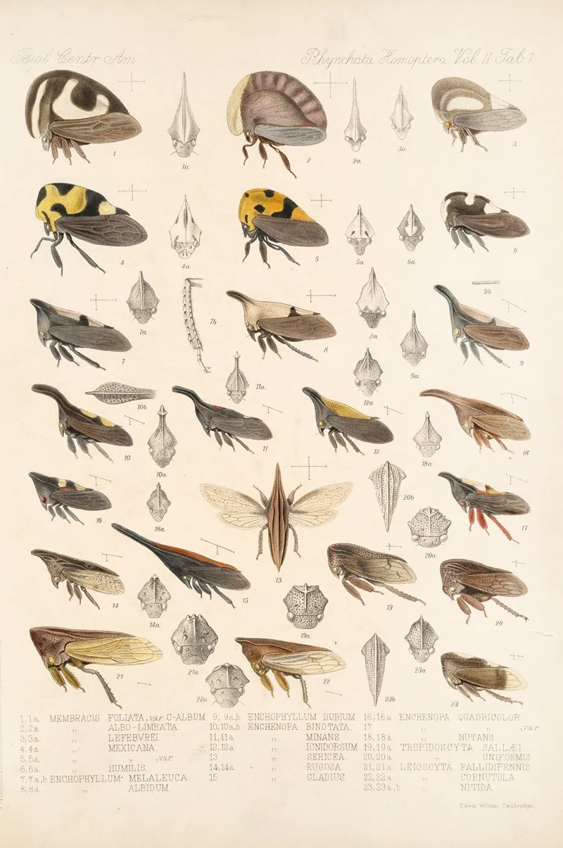 Insecta Rhynchota Hemiptera Homoptera Pl 15 Wall Art by Frederick DuCane Godman - High-Resolution Digital Print