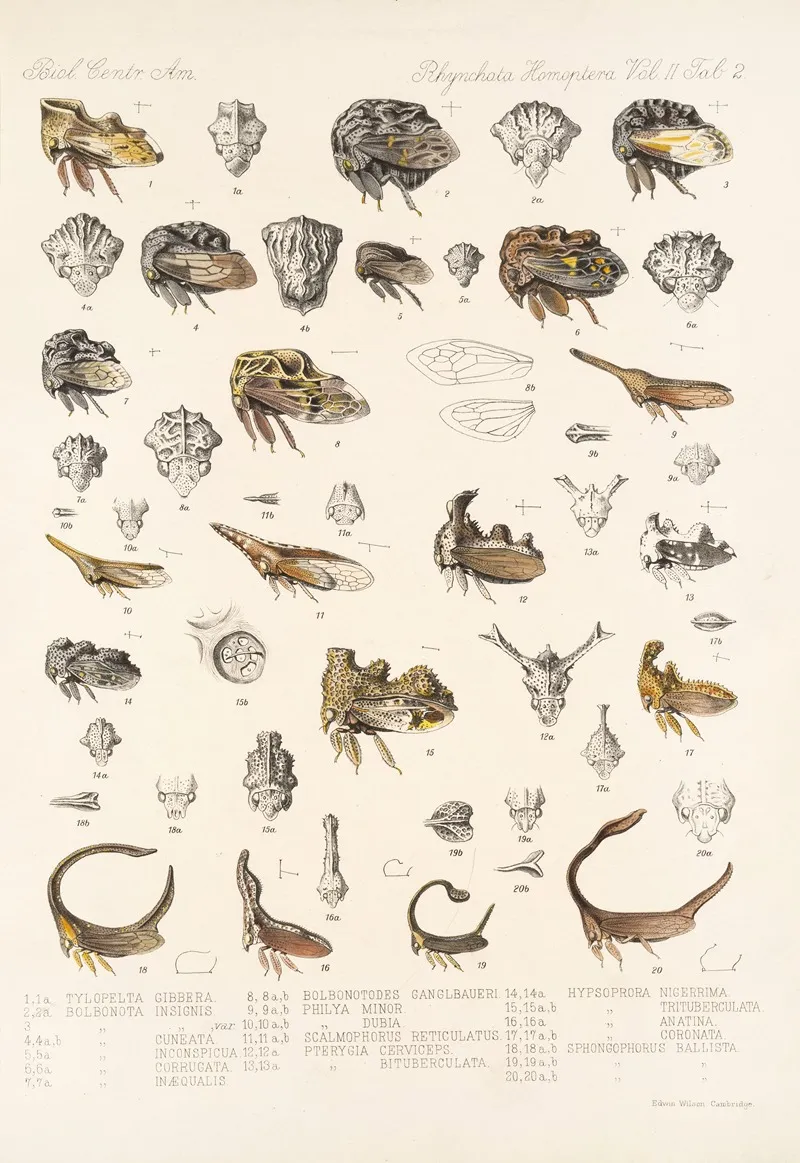 Insecta Rhynchota Hemiptera Homoptera Pl 16 Wall Art by Frederick DuCane Godman - High-Resolution Digital Print