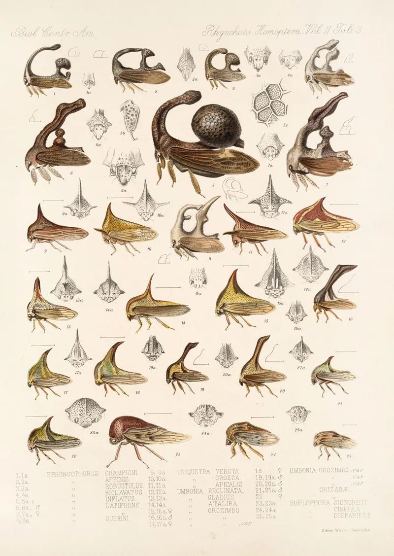 Insecta Rhynchota Hemiptera Homoptera Pl 17 Wall Art by Frederick DuCane Godman - High-Resolution Digital Print