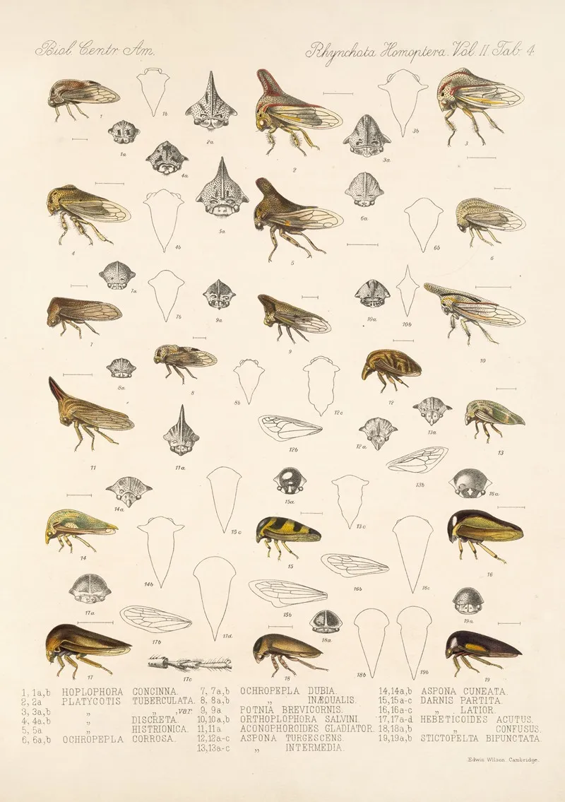 Insecta Rhynchota Hemiptera Homoptera Pl 18 Wall Art by Frederick DuCane Godman - High-Resolution Digital Print