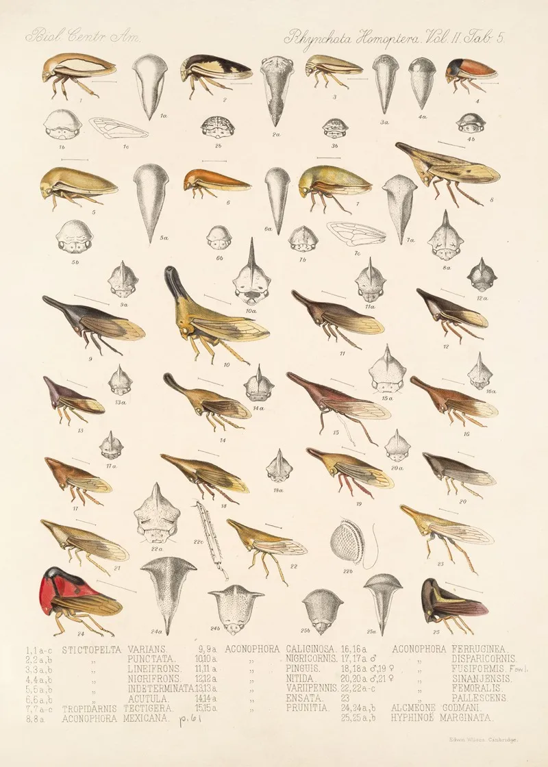 Insecta Rhynchota Hemiptera Homoptera Pl 19 Wall Art by Frederick DuCane Godman - High-Resolution Digital Print