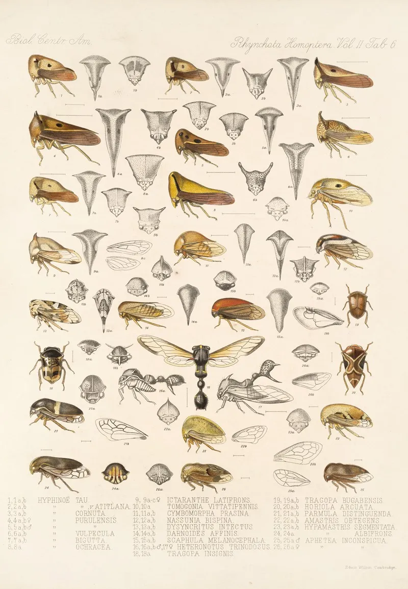 Insecta Rhynchota Hemiptera Homoptera Pl 20 Wall Art by Frederick DuCane Godman - High-Resolution Digital Print