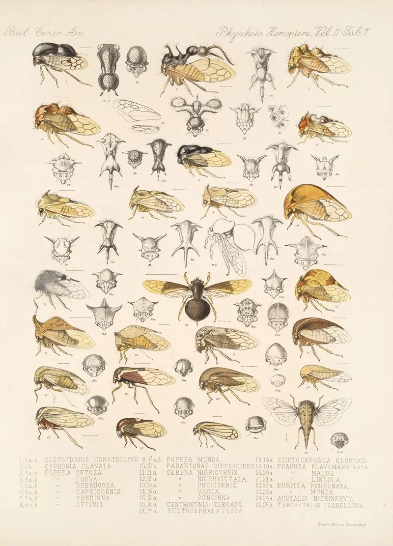 Insecta Rhynchota Hemiptera Homoptera Pl 21 Wall Art by Frederick DuCane Godman - High-Resolution Digital Print