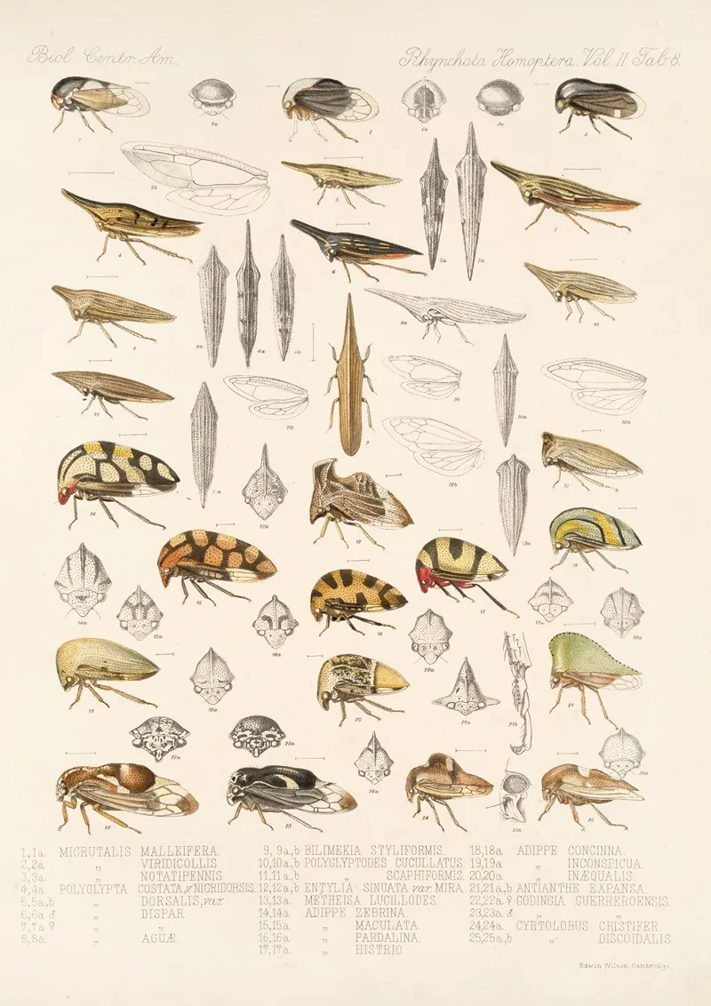 Insecta Rhynchota Hemiptera Homoptera Pl 22 Wall Art by Frederick DuCane Godman - High-Resolution Digital Print