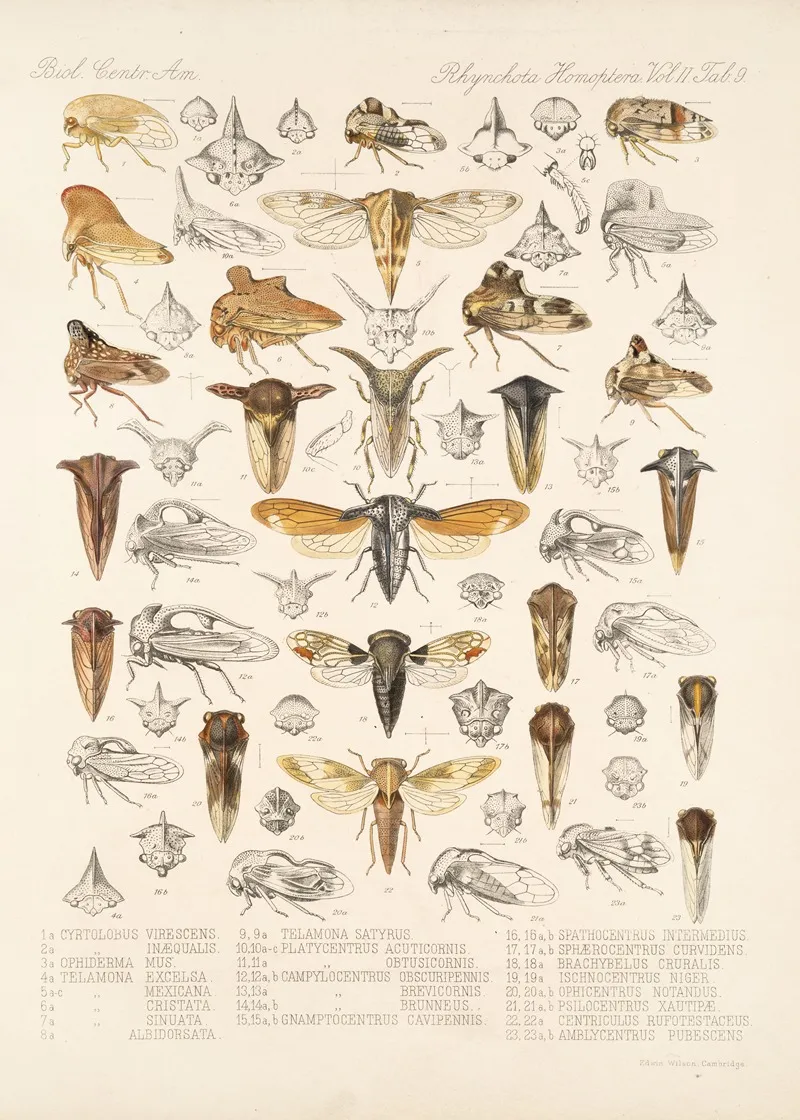 Insecta Rhynchota Hemiptera Homoptera Pl 23 Wall Art by Frederick DuCane Godman - High-Resolution Digital Print