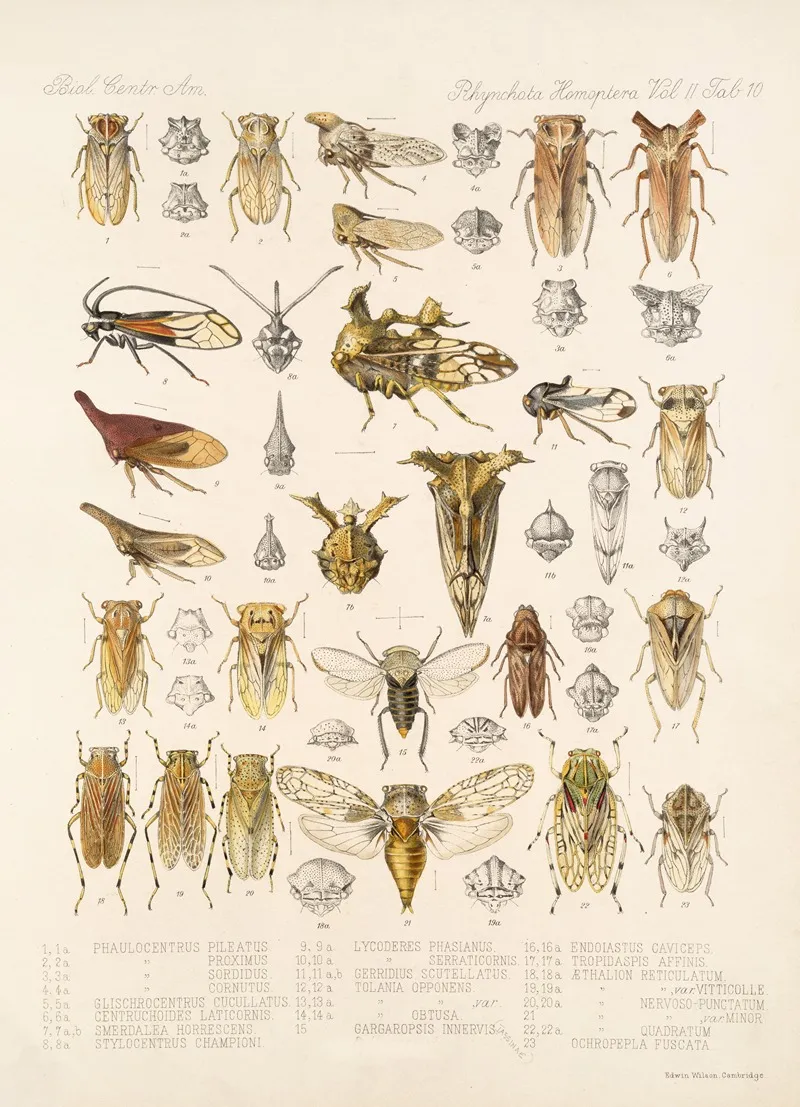 Insecta Rhynchota Hemiptera Homoptera Pl 24 Wall Art by Frederick DuCane Godman - High-Resolution Digital Print