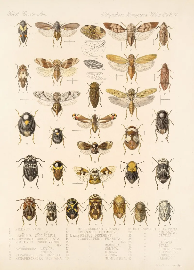 Insecta Rhynchota Hemiptera Homoptera Pl 26 Wall Art by Frederick DuCane Godman - High-Resolution Digital Print