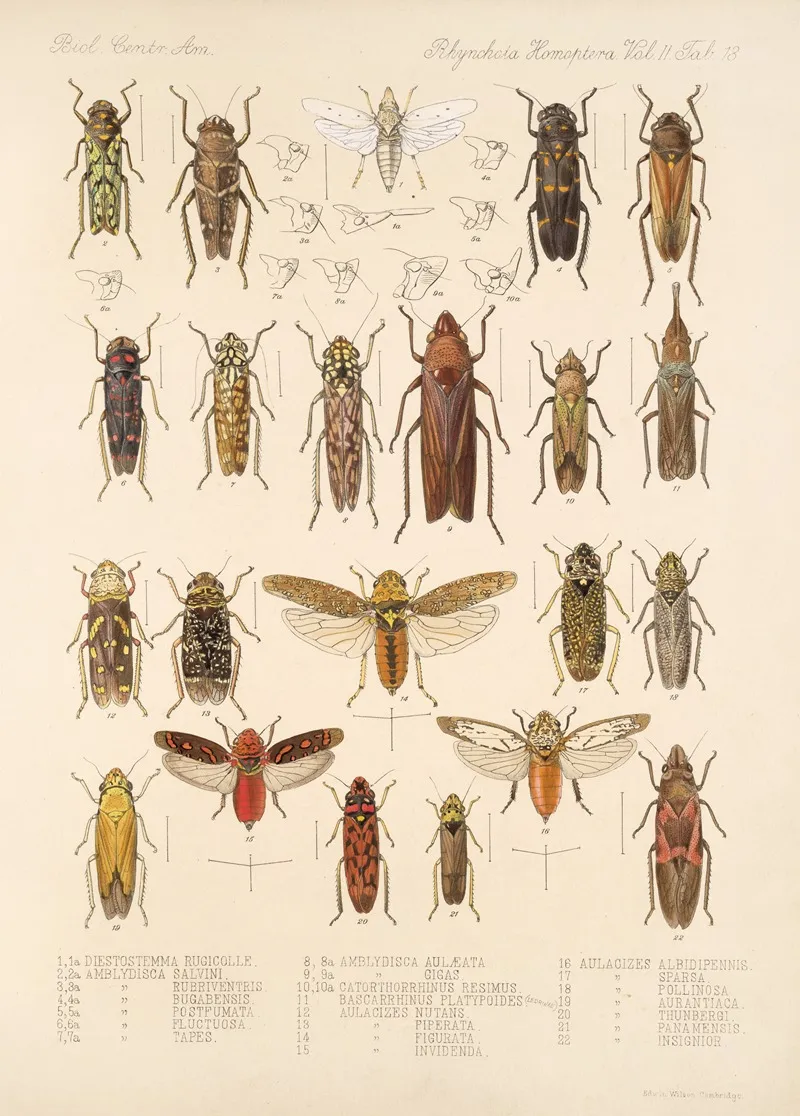Insecta Rhynchota Hemiptera Homoptera Pl 27 Wall Art by Frederick DuCane Godman - High-Resolution Digital Print