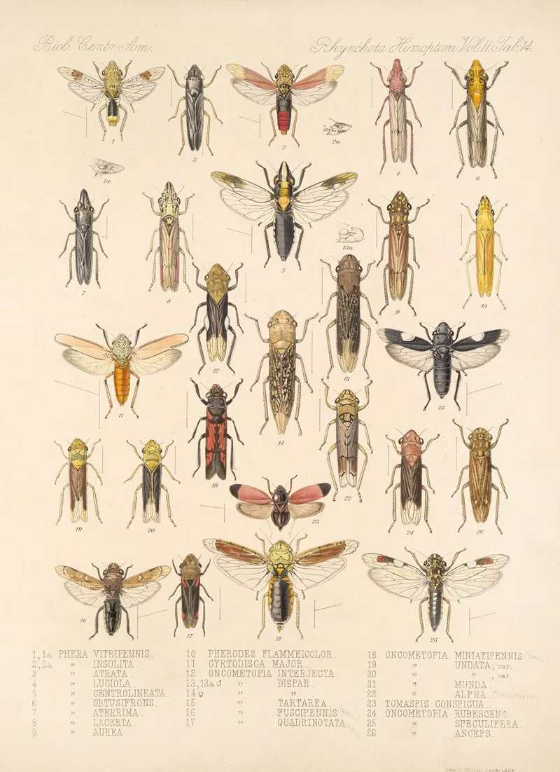 Insecta Rhynchota Hemiptera Homoptera Pl 28 Wall Art by Frederick DuCane Godman - High-Resolution Digital Print