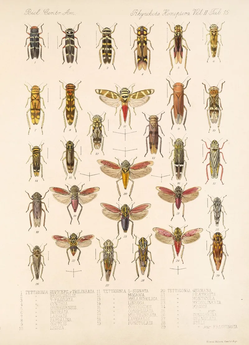 Insecta Rhynchota Hemiptera Homoptera Pl 29 Wall Art by Frederick DuCane Godman - High-Resolution Digital Print