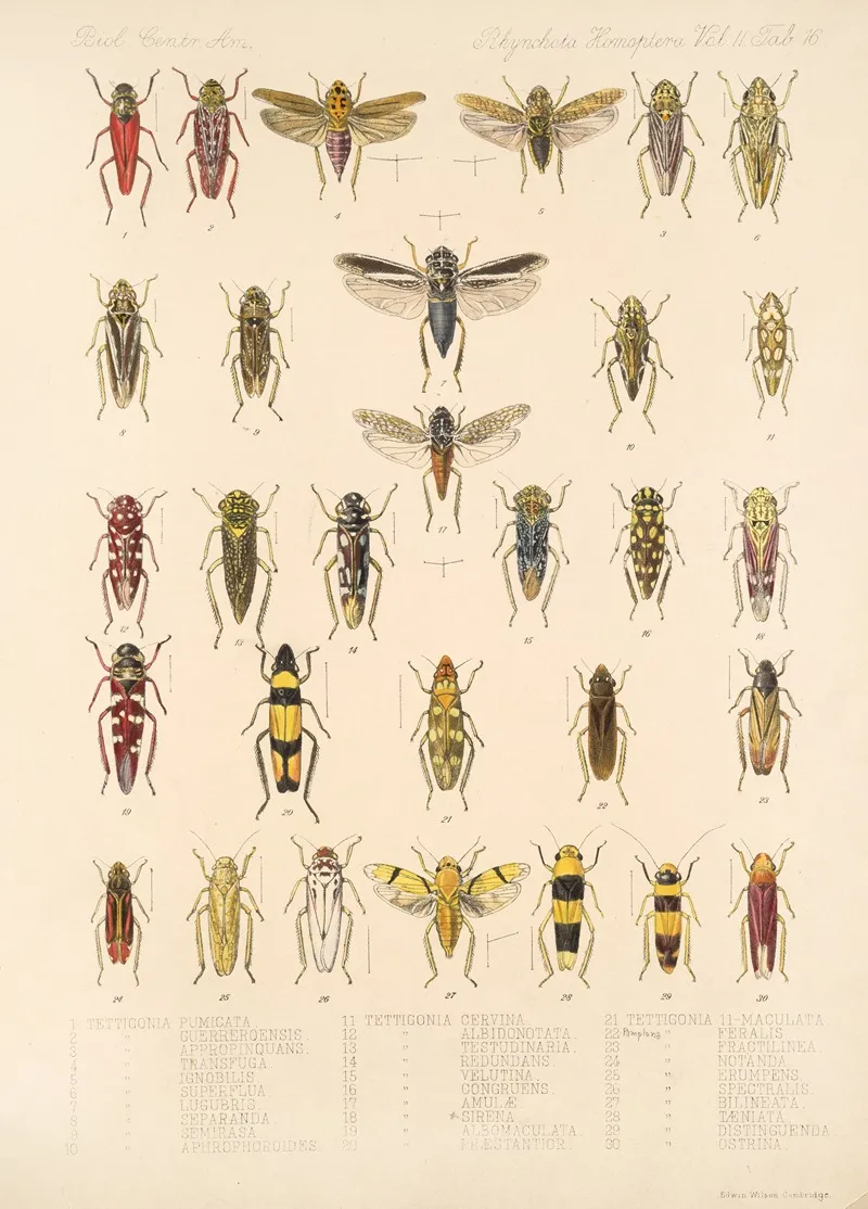 Insecta Rhynchota Hemiptera Homoptera Pl 30 Wall Art by Frederick DuCane Godman - High-Resolution Digital Print