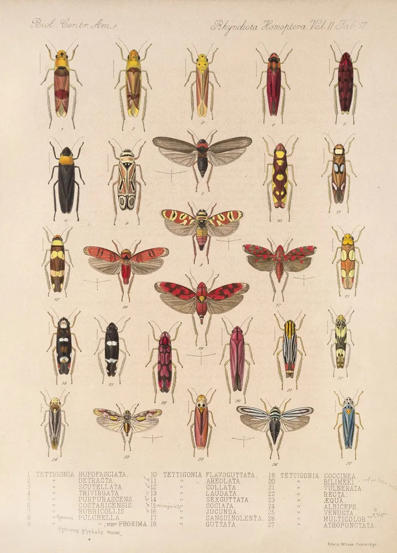 Insecta Rhynchota Hemiptera Homoptera Pl 31 Wall Art by Frederick DuCane Godman - High-Resolution Digital Print