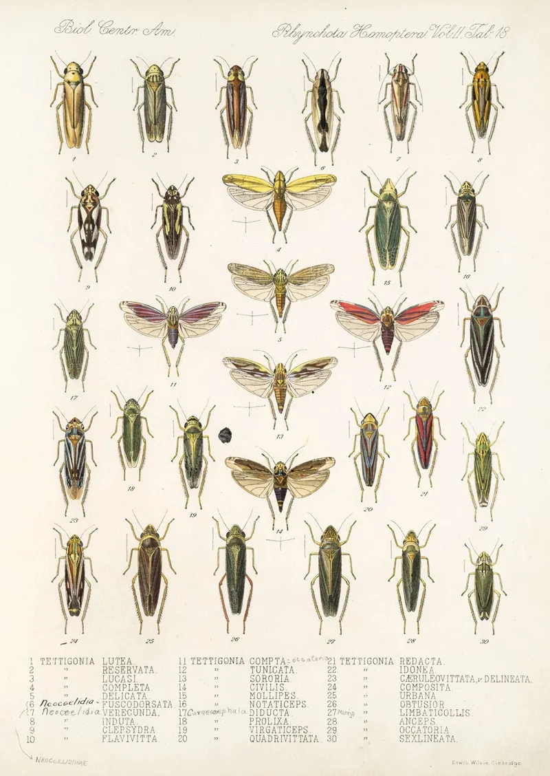 Insecta Rhynchota Hemiptera Homoptera Pl 32 Wall Art by Frederick DuCane Godman - High-Resolution Digital Print