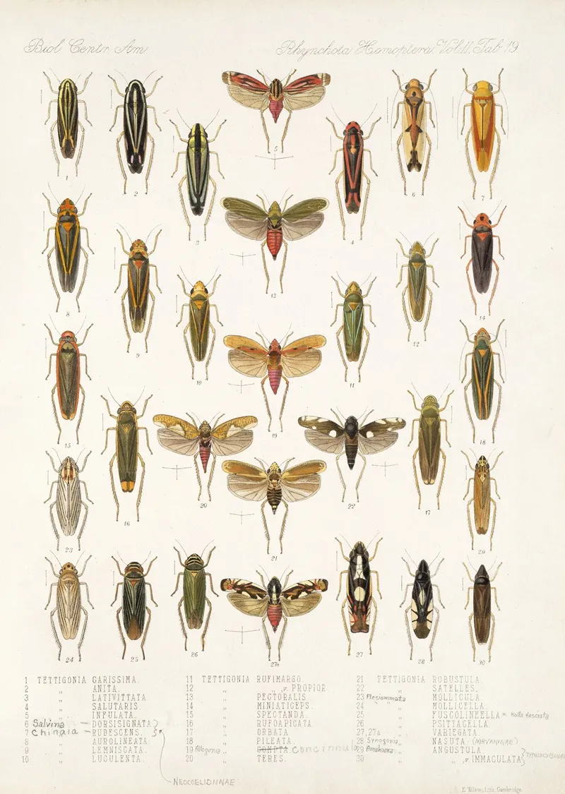 Insecta Rhynchota Hemiptera Homoptera Pl 33 Wall Art by Frederick DuCane Godman - High-Resolution Digital Print