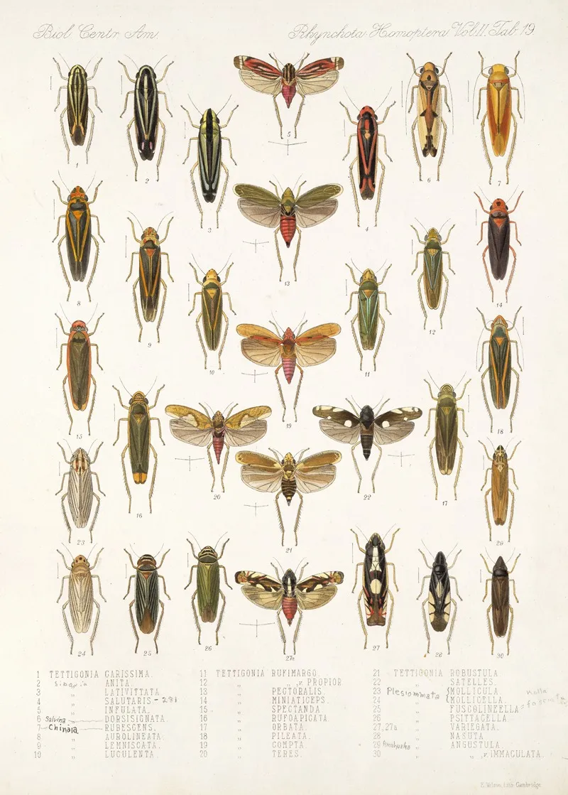 Insecta Rhynchota Hemiptera Homoptera Pl 34 Wall Art by Frederick DuCane Godman - High-Resolution Digital Print