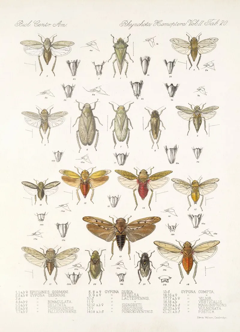 Insecta Rhynchota Hemiptera Homoptera Pl 35 Wall Art by Frederick DuCane Godman - High-Resolution Digital Print