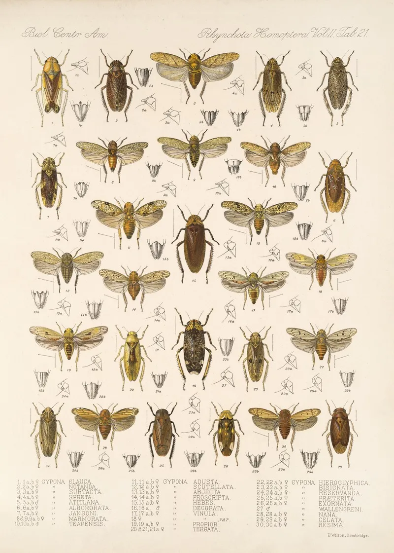 Insecta Rhynchota Hemiptera Homoptera Pl 36 Wall Art by Frederick DuCane Godman - High-Resolution Digital Print