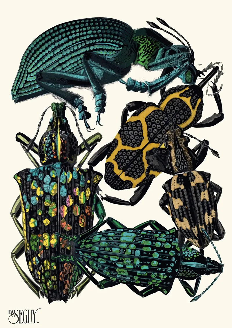 Insectes Pl 06