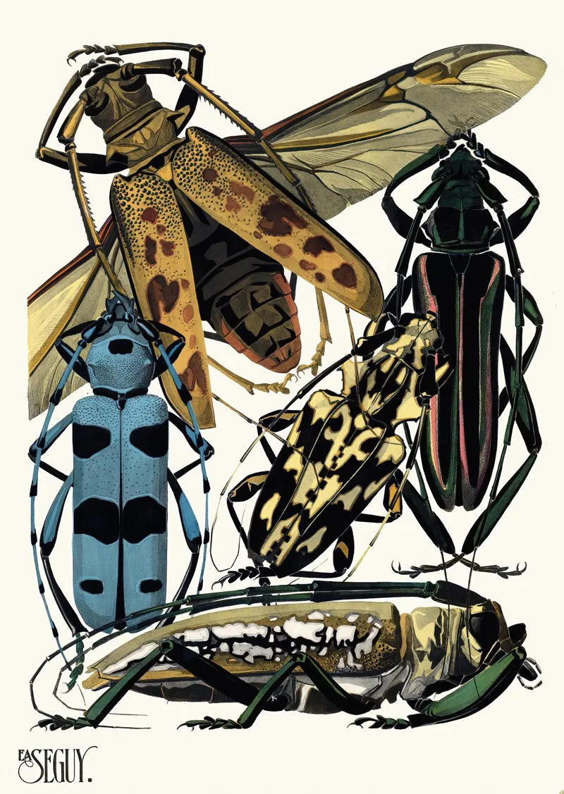 Insectes Pl 14