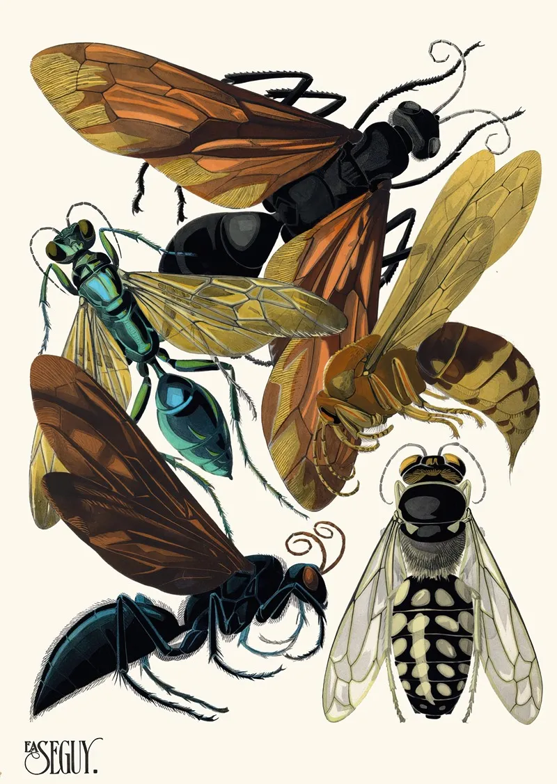 Insectes Pl 17
