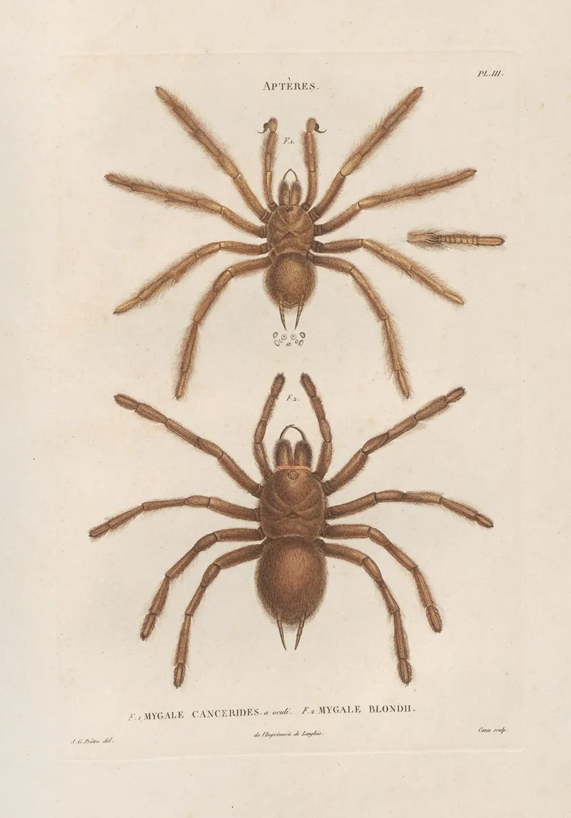 Insectes Recueillis En Afrique Et En Amerique Pl 01 Wall Art by Jean Gabriel Prêtre - High-Resolution Digital Print