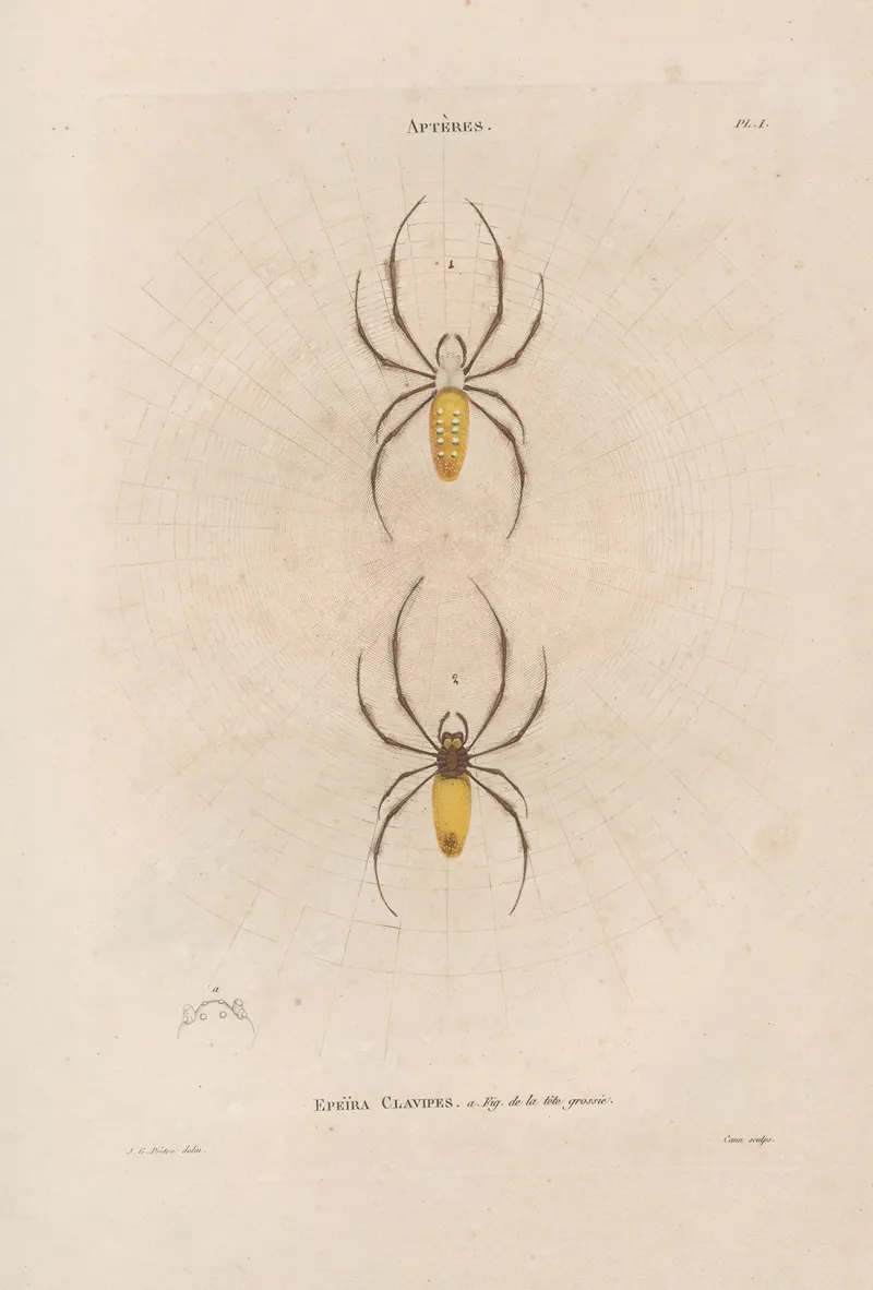 Insectes Recueillis En Afrique Et En Amerique Pl 02 Wall Art by Jean Gabriel Prêtre - High-Resolution Digital Print