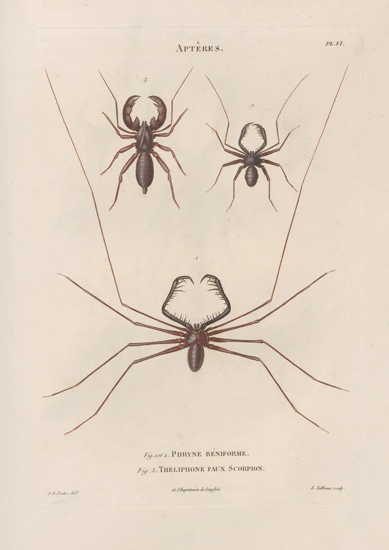 Insectes Recueillis En Afrique Et En Amerique Pl 03 Wall Art by Jean Gabriel Prêtre - High-Resolution Digital Print