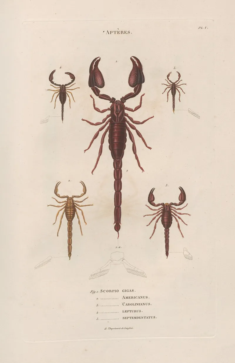 Insectes Recueillis En Afrique Et En Amerique Pl 04 Wall Art by Jean Gabriel Prêtre - High-Resolution Digital Print