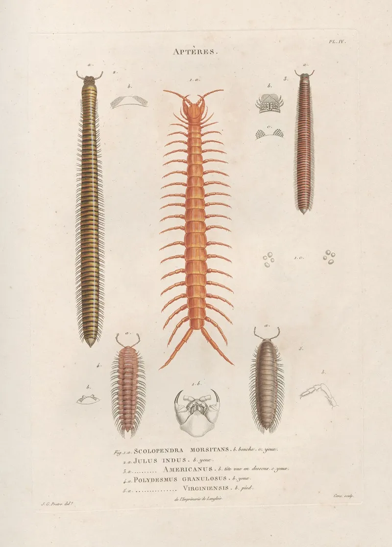 Insectes Recueillis En Afrique Et En Amerique Pl 05 Wall Art by Jean Gabriel Prêtre - High-Resolution Digital Print