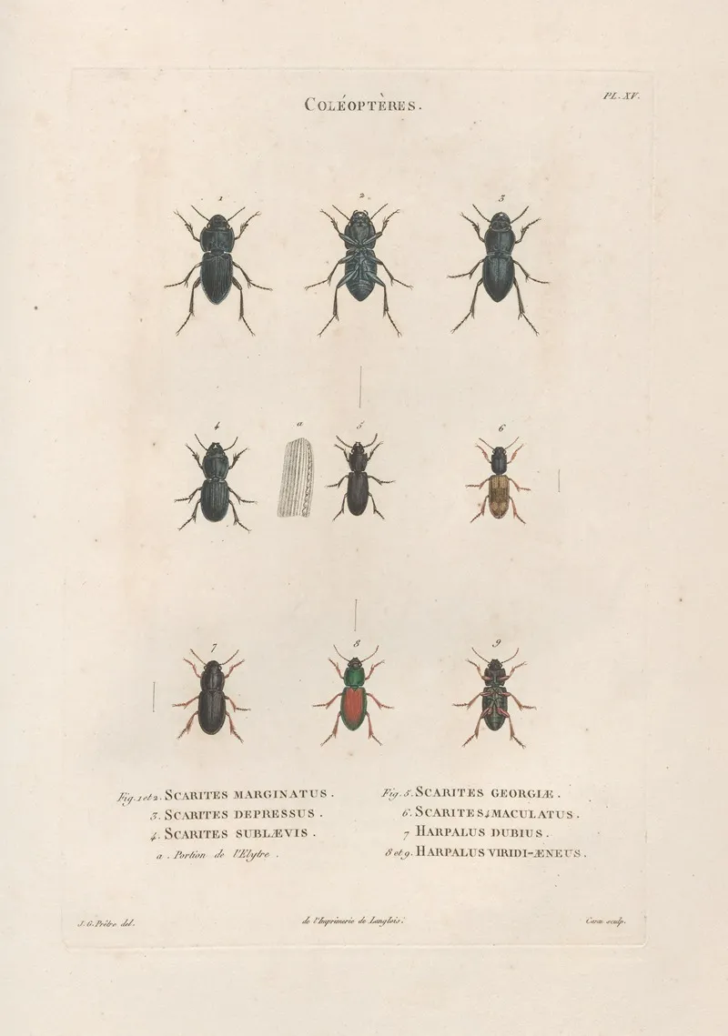 Insectes Recueillis En Afrique Et En Amerique Pl 06 Wall Art by Jean Gabriel Prêtre - High-Resolution Digital Print