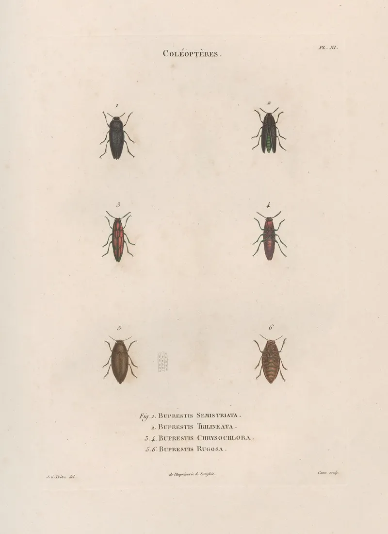 Insectes Recueillis En Afrique Et En Amerique Pl 07 Wall Art by Jean Gabriel Prêtre - High-Resolution Digital Print