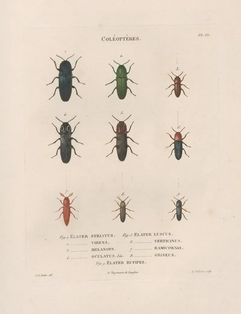 Insectes Recueillis En Afrique Et En Amerique Pl 08 Wall Art by Jean Gabriel Prêtre - High-Resolution Digital Print