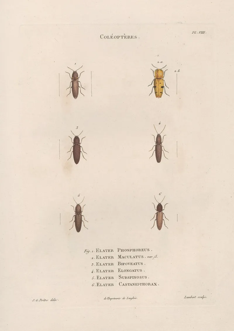 Insectes Recueillis En Afrique Et En Amerique Pl 09 Wall Art by Jean Gabriel Prêtre - High-Resolution Digital Print