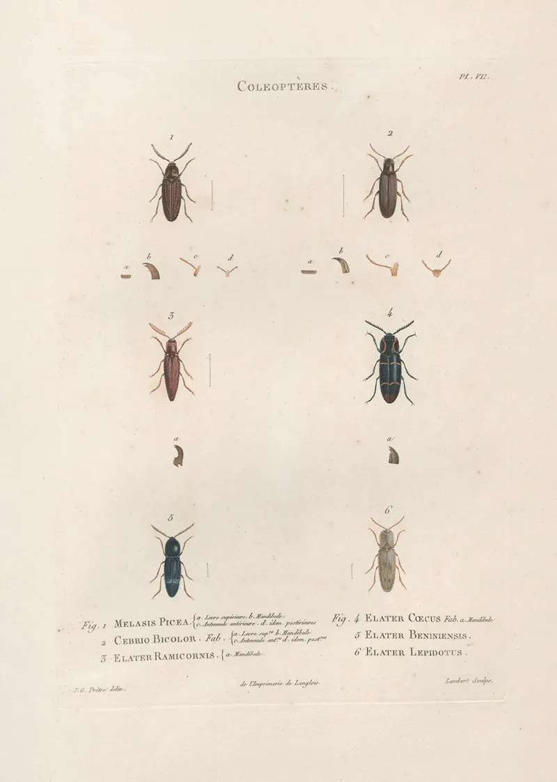Insectes Recueillis En Afrique Et En Amerique Pl 10 Wall Art by Jean Gabriel Prêtre - High-Resolution Digital Print