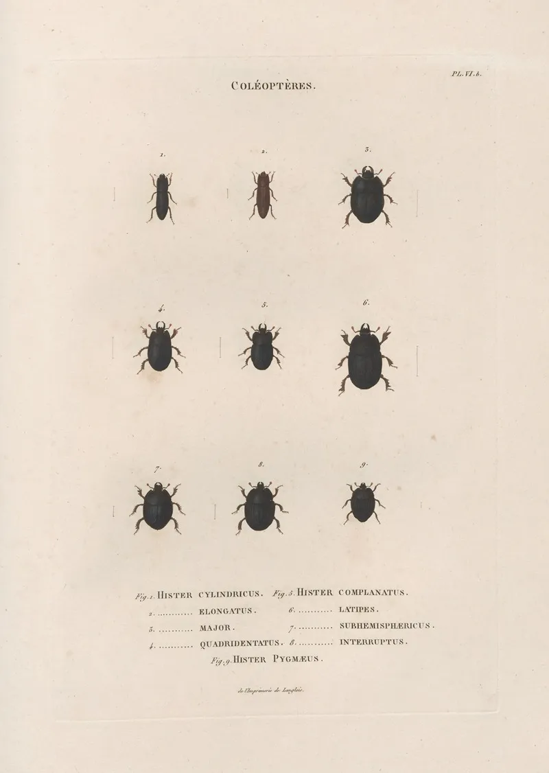 Insectes Recueillis En Afrique Et En Amerique Pl 11 Wall Art by Jean Gabriel Prêtre - High-Resolution Digital Print