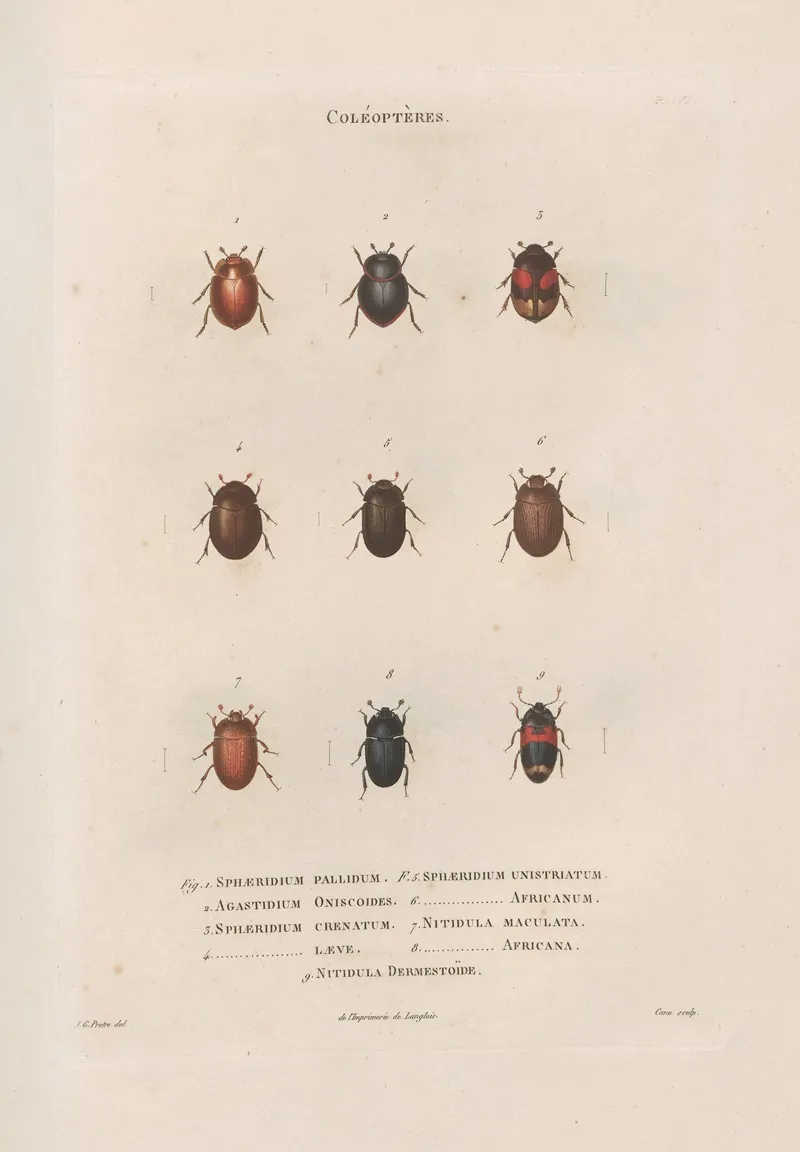 Insectes Recueillis En Afrique Et En Amerique Pl 12 Wall Art by Jean Gabriel Prêtre - High-Resolution Digital Print