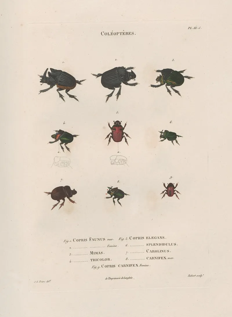 Insectes Recueillis En Afrique Et En Amerique Pl 13 Wall Art by Jean Gabriel Prêtre - High-Resolution Digital Print