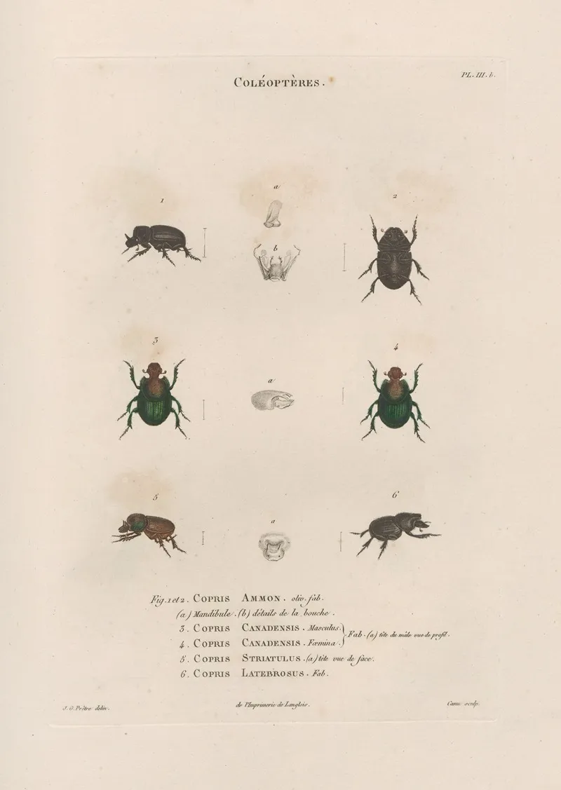 Insectes Recueillis En Afrique Et En Amerique Pl 14 Wall Art by Jean Gabriel Prêtre - High-Resolution Digital Print