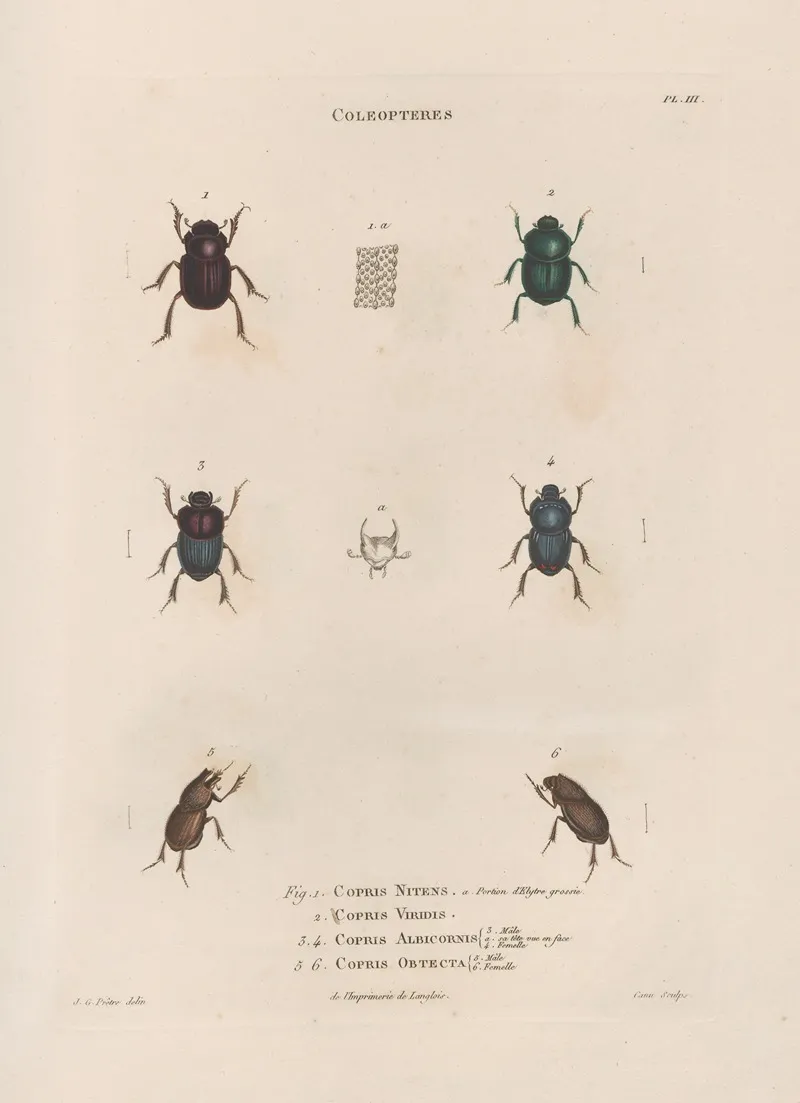 Insectes Recueillis En Afrique Et En Amerique Pl 15 Wall Art by Jean Gabriel Prêtre - High-Resolution Digital Print