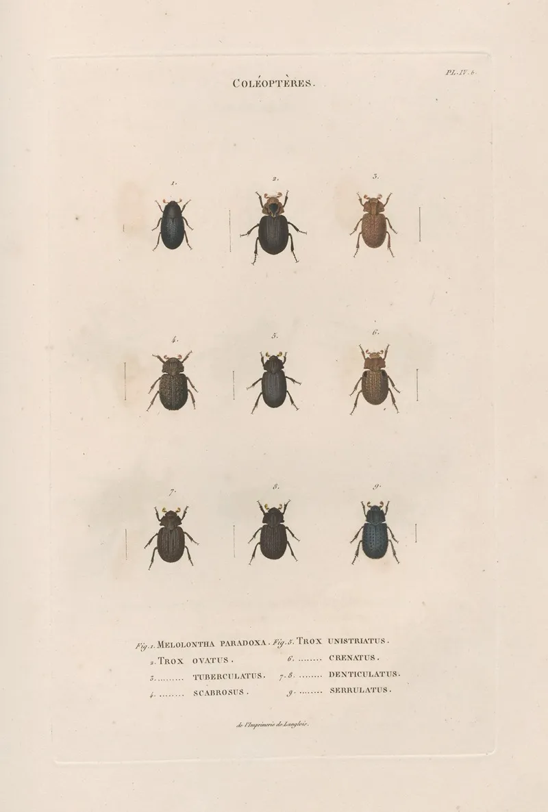 Insectes Recueillis En Afrique Et En Amerique Pl 16 Wall Art by Jean Gabriel Prêtre - High-Resolution Digital Print