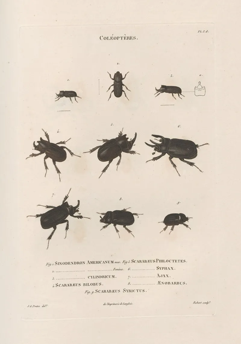 Insectes Recueillis En Afrique Et En Amerique Pl 17 Wall Art by Jean Gabriel Prêtre - High-Resolution Digital Print