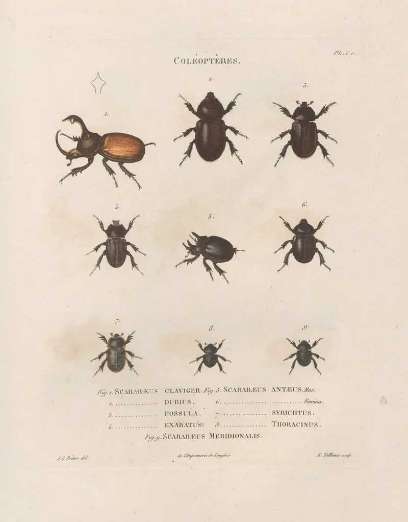 Insectes Recueillis En Afrique Et En Amerique Pl 18 Wall Art by Jean Gabriel Prêtre - High-Resolution Digital Print