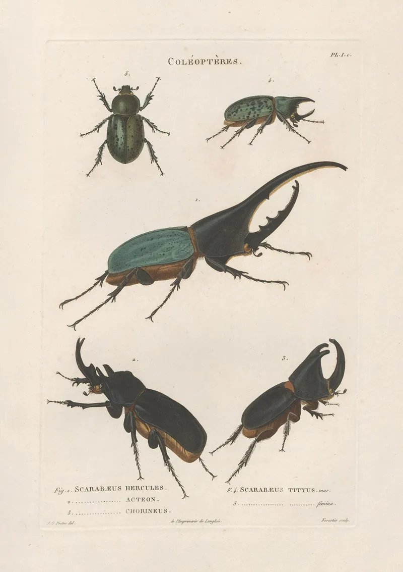 Insectes Recueillis En Afrique Et En Amerique Pl 19 Wall Art by Jean Gabriel Prêtre - High-Resolution Digital Print