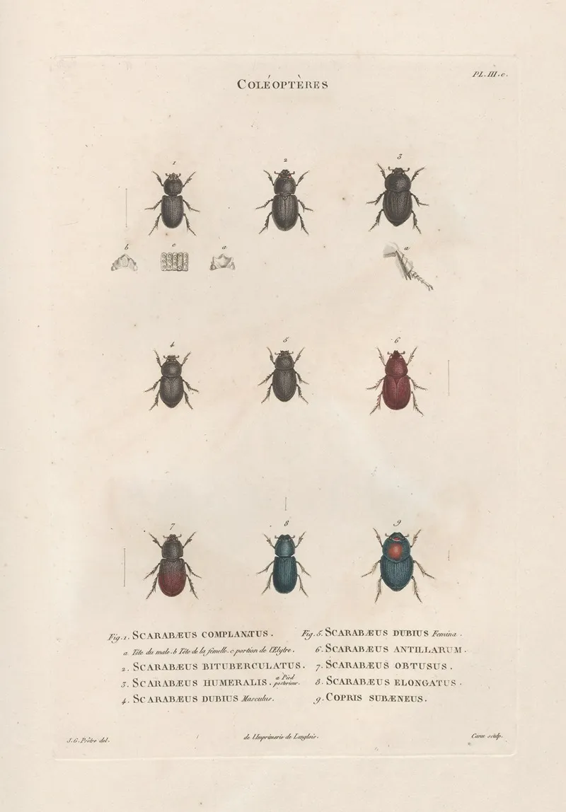 Insectes Recueillis En Afrique Et En Amerique Pl 20 Wall Art by Jean Gabriel Prêtre - High-Resolution Digital Print