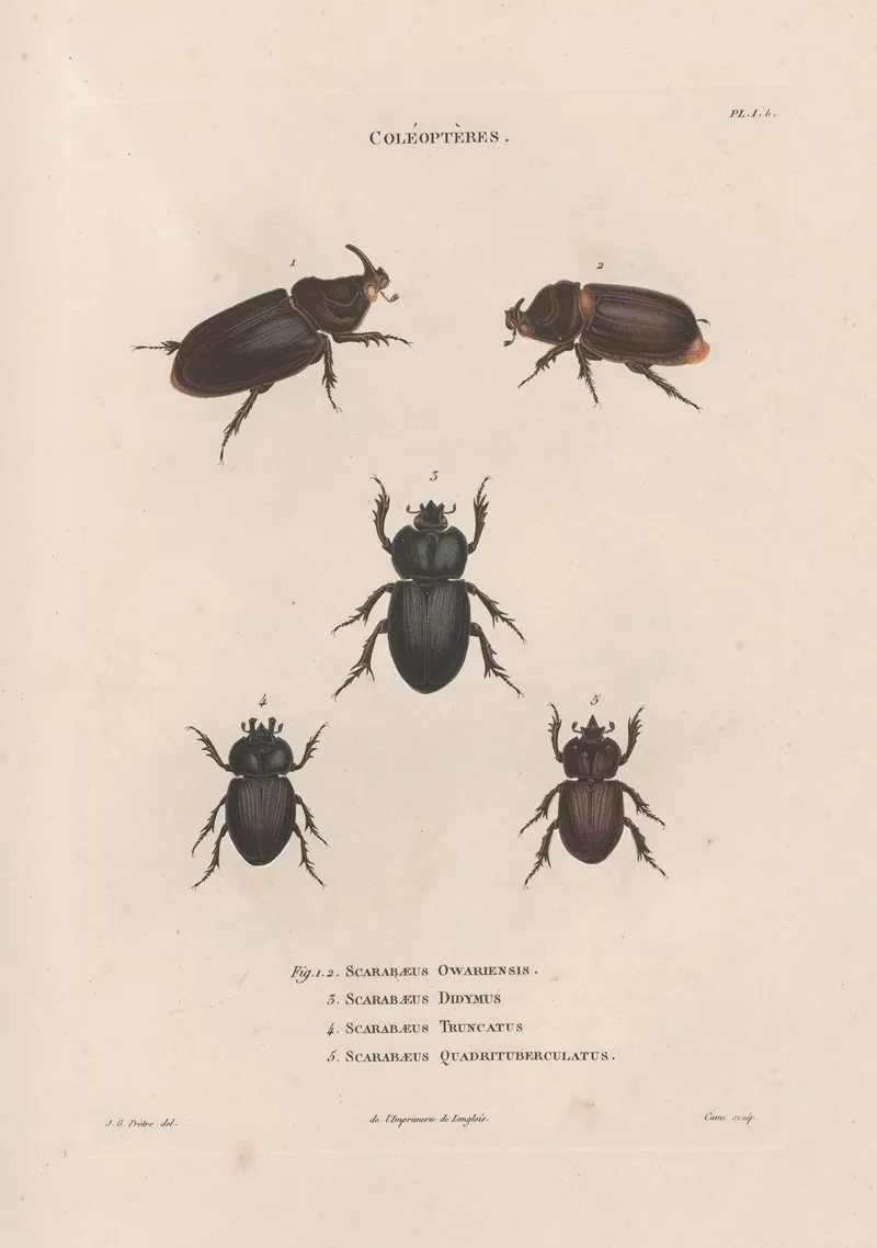 Insectes Recueillis En Afrique Et En Amerique Pl 21 Wall Art by Jean Gabriel Prêtre - High-Resolution Digital Print