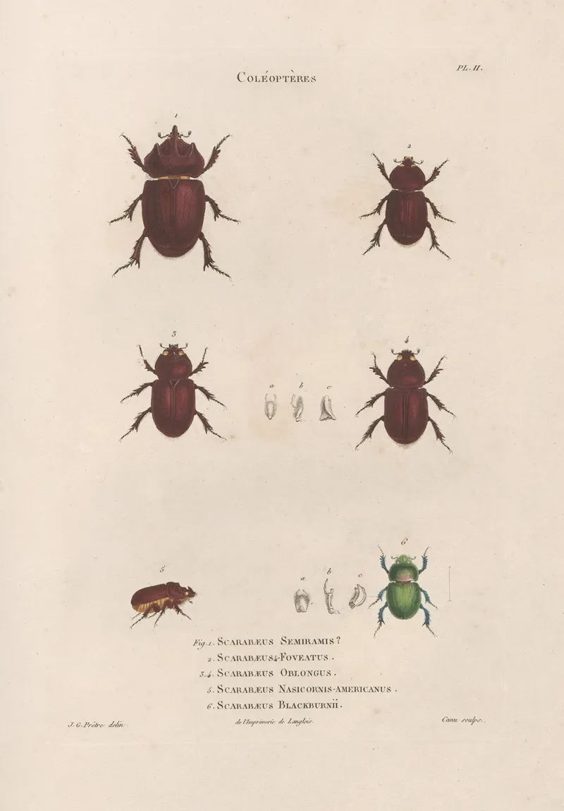 Insectes Recueillis En Afrique Et En Amerique Pl 22 Wall Art by Jean Gabriel Prêtre - High-Resolution Digital Print