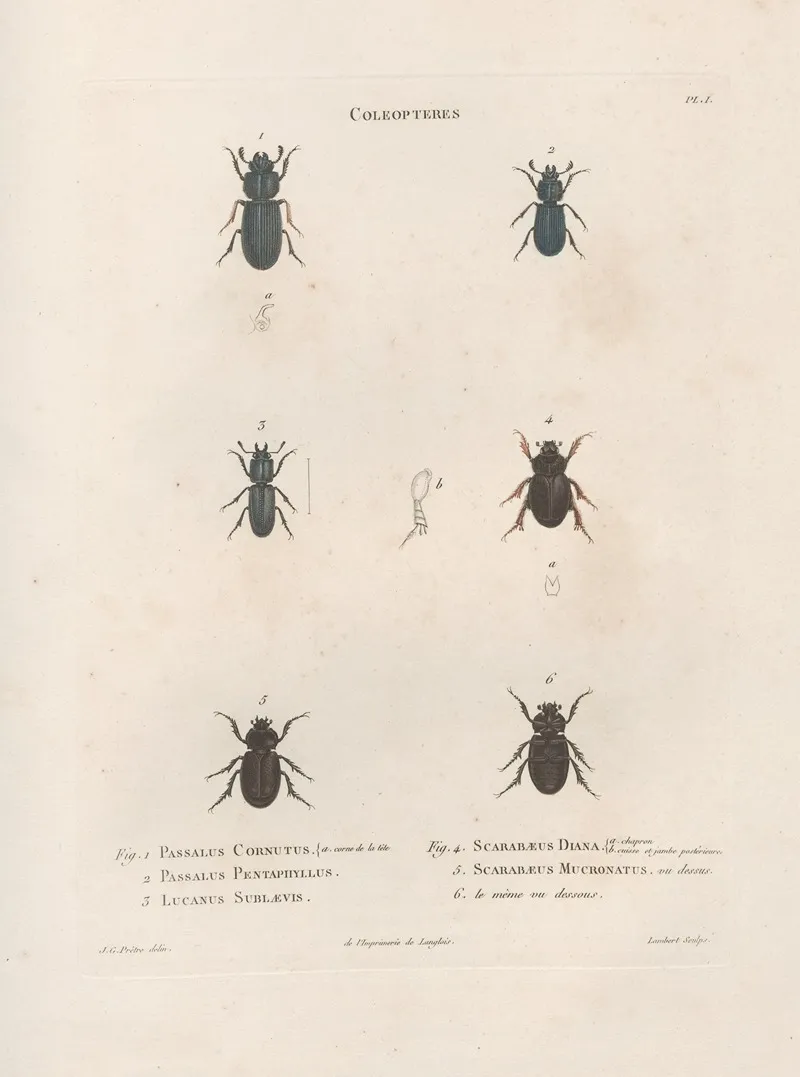 Insectes Recueillis En Afrique Et En Amerique Pl 23 Wall Art by Jean Gabriel Prêtre - High-Resolution Digital Print