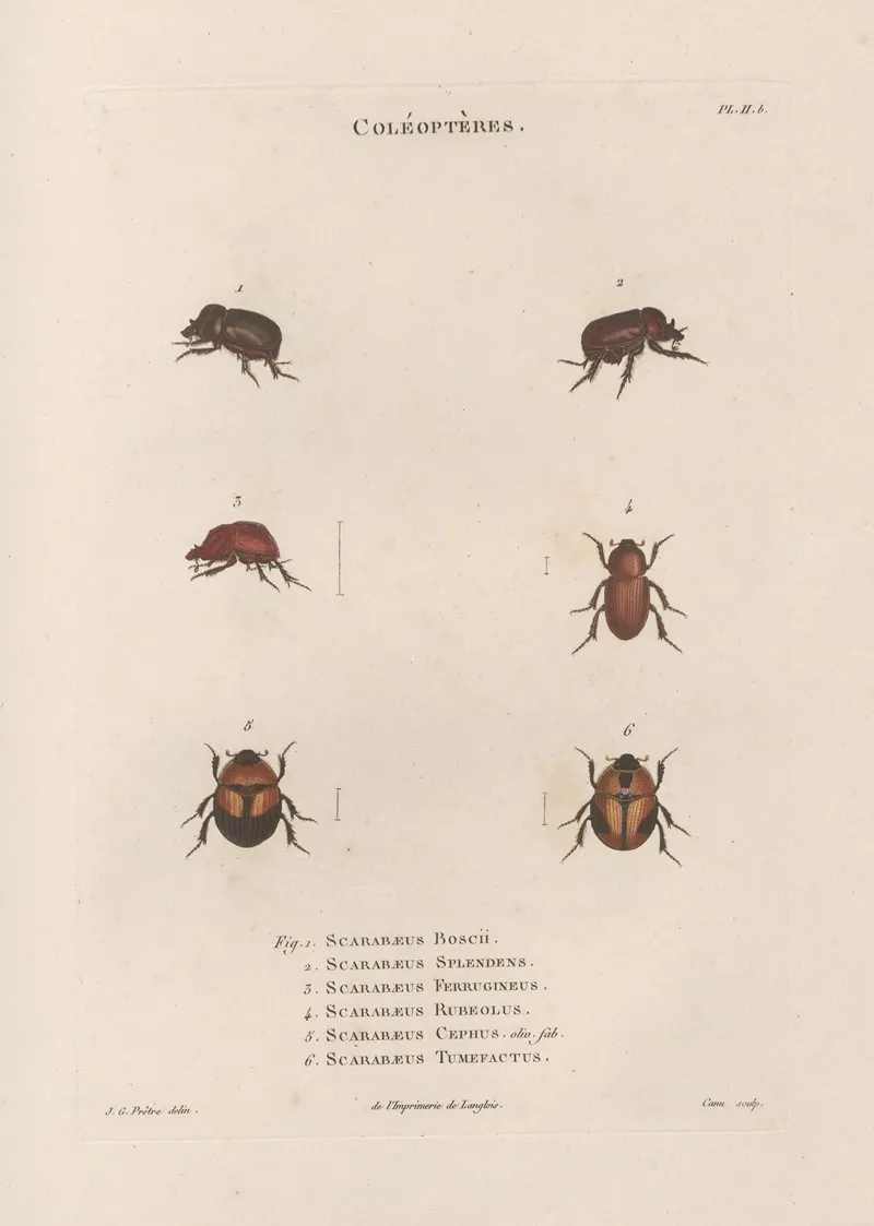 Insectes Recueillis En Afrique Et En Amerique Pl 24 Wall Art by Jean Gabriel Prêtre - High-Resolution Digital Print
