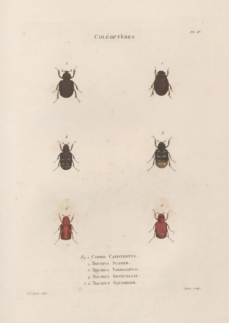 Insectes Recueillis En Afrique Et En Amerique Pl 25 Wall Art by Jean Gabriel Prêtre - High-Resolution Digital Print