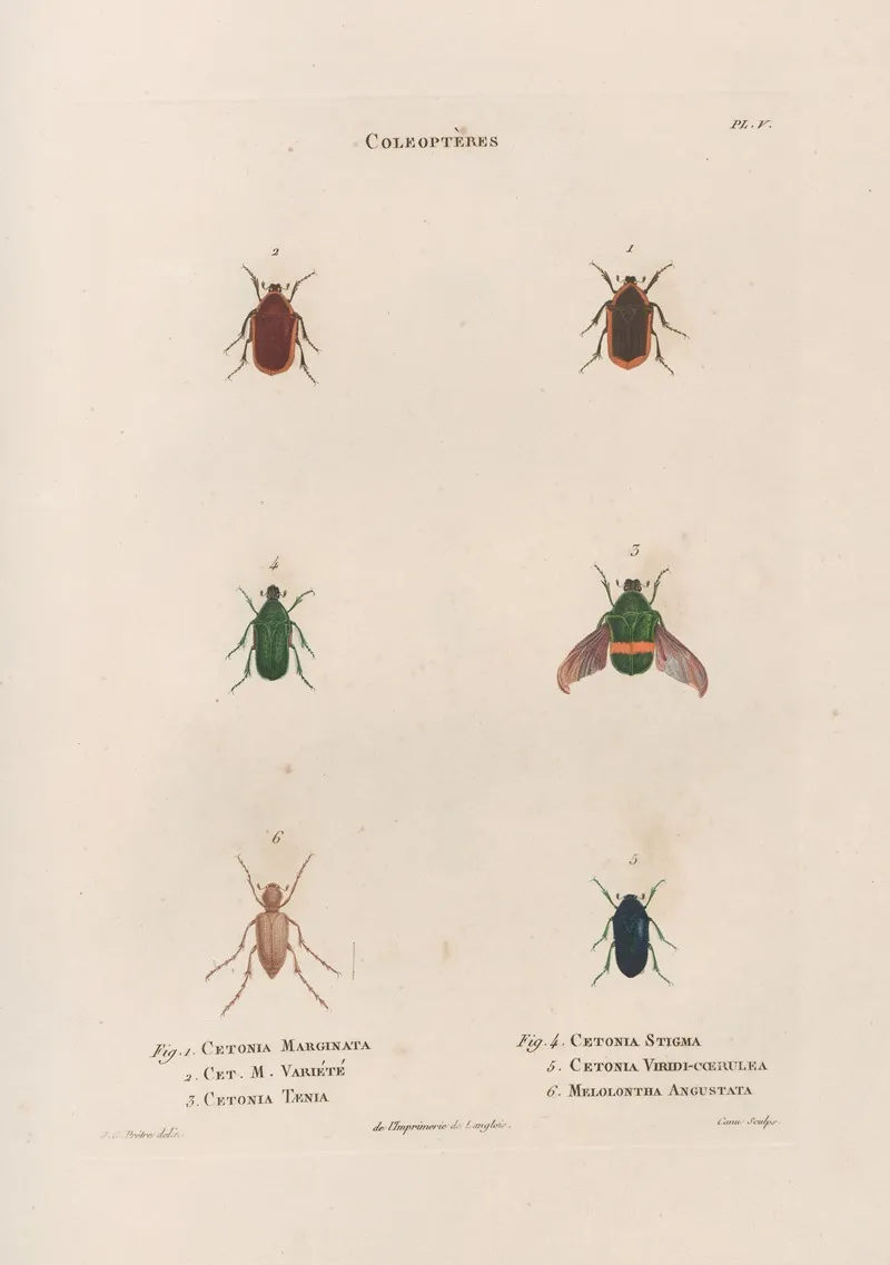 Insectes Recueillis En Afrique Et En Amerique Pl 26 Wall Art by Jean Gabriel Prêtre - High-Resolution Digital Print